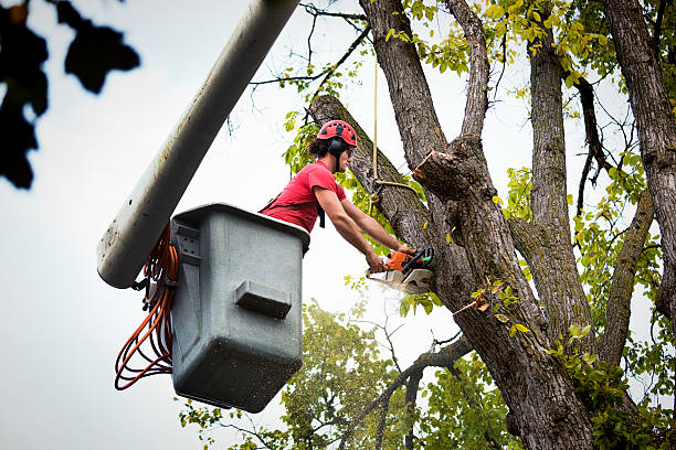 Best Emergency Tree Removal  in Laflin, PA